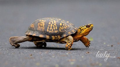 Черепаха