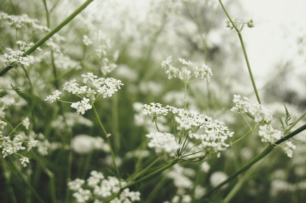 Народні прикмети 5 червня / © unsplash.com