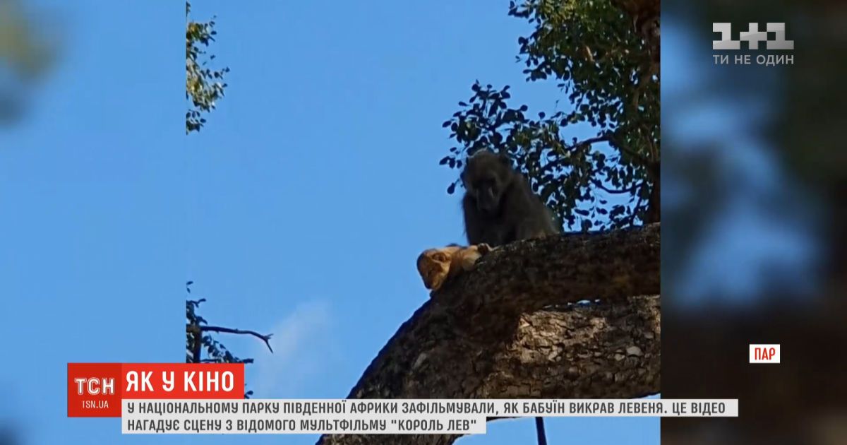 В национальном парке южной африки засняли, как бабуин украл львенка