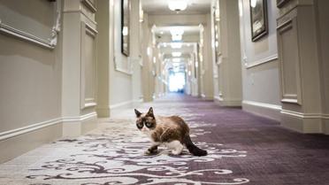 grumpy cat 2_3 / © instagram.com/realgrumpycat