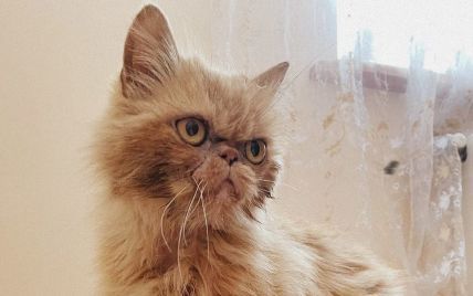 Идет на поправку и тоже хочет на марку от "Укрпочты": новые фото кошки Шафы из Бородянки