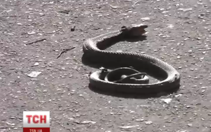 Жителів Миколаєва перелякала величезна змія, ловити яку приїхали одразу два екіпажі поліцейських