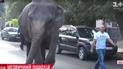 По вулицях Одеси розгулює слон