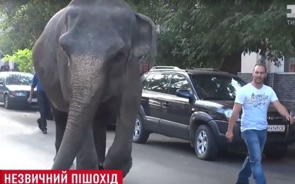 По вулицях Одеси розгулює слон