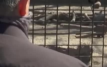 "Мурка" для вовків: в Одеському зоопарку зіграли на синтезаторі тварин на карантині