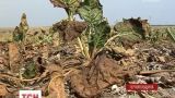 Токсическое орошение: несколько сел на Тернопольщине пострадало от халатности агрофирмы