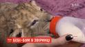 Весной в Бердянском сафари-парке родились более 200 детенышей