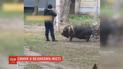 Свиня-зірка: свійська тварина вже 9 років мешкає в квартирі київської багатоповерхівки