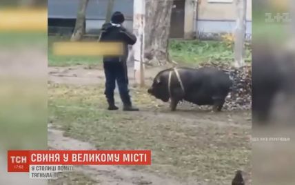 Свиня-зірка: свійська тварина вже 9 років мешкає в квартирі київської багатоповерхівки