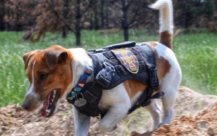 "Сміливість бути талісманом": пес Патрон показався у службовому бронежилеті