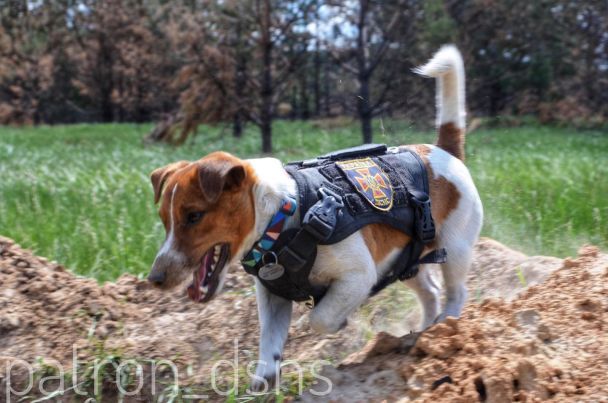 Пес Патрон/Instagram patron_dsns