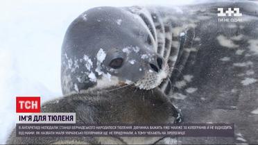 На станції Вернадського українські полярники шукають ім'я для новонародженого тюленя