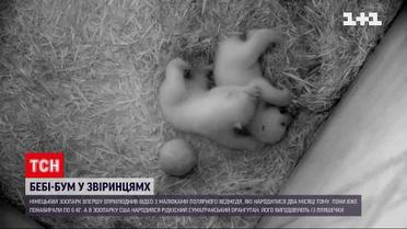 Одразу у двох зоопарках світу радіють поповненню