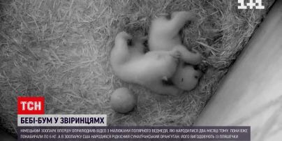 Одразу у двох зоопарках світу радіють поповненню