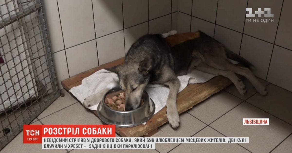 На Львіщині невідомий посеред дня розстріляв дворового пса: з хребта вилучили дві кулі