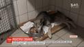 На Львіщині невідомий посеред дня розстріляв дворового пса: з хребта вилучили дві кулі
