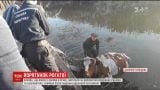 На Дніпропетровщині врятували корову, яка впала з обриву в річку