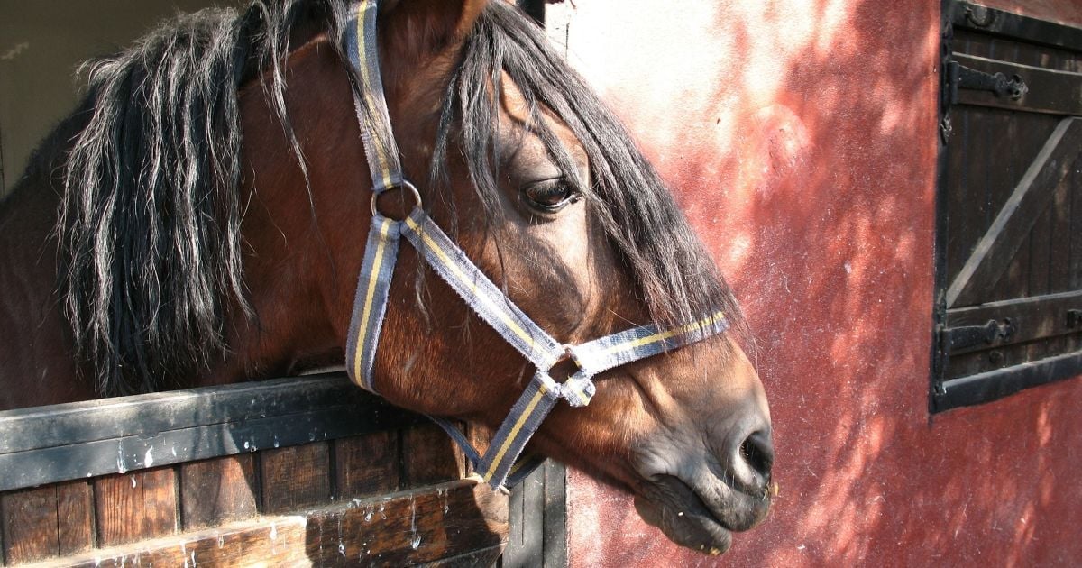 В Одессе полицейские поймали коня, который сбежал с ипподрома и носился по улицам