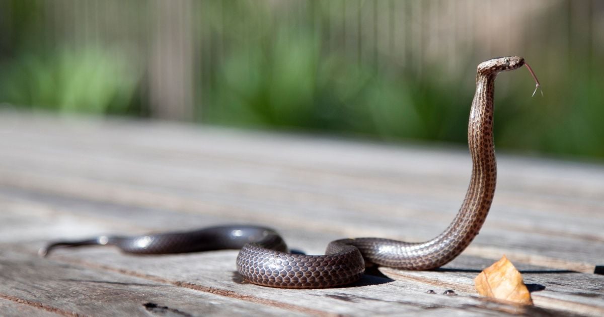 Ежедневно от змеиных укусов умирает 200 человек: где они нападают чаще всего. Инфографика