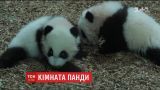 Зоопарк США оборудовал поляну для мамы-панды Лун-Лун и ее детей-двойняшек