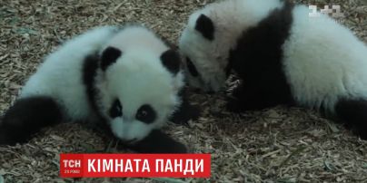 Зоопарк США обладнав галявину для мами-панди Лун-Лун і її дітей-двійнят