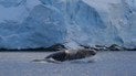 Фантастичне видовище: полярники показали, як кит виривається з води (фото)