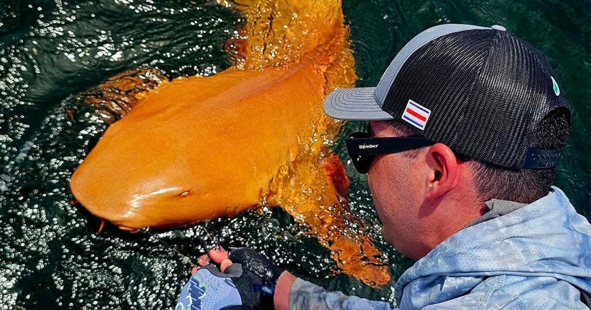 Золота акула. Фото: Parismina Domus Dei