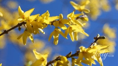 Квіти форзиції