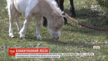 В харьковском экопарке на свет родился миниатюрный жеребенок Лесли
