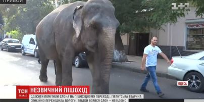 Слон, який вештався вулицями Одеси, йшов до місцевого цирку