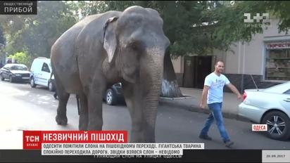 Слон, який вештався вулицями Одеси, йшов до місцевого цирку