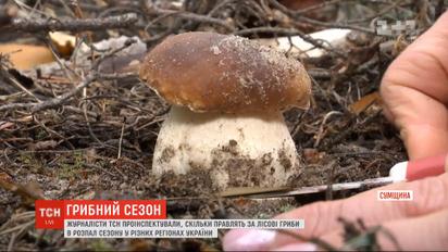 Где урожай на грибы и почему в осенний сезон цены на них не падают