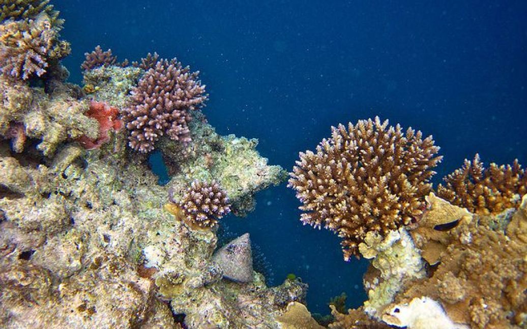 Большой Барьерный риф, Австралия / © flickr.com