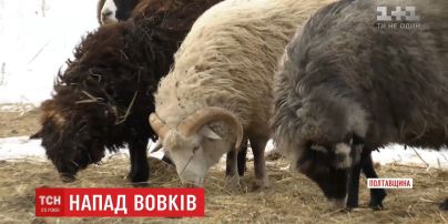 Вовчі зграї тероризують жителів сіл на Полтавщині