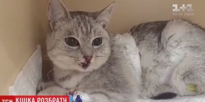 В Киеве женщина выбросила из окна 6-го этажа кошку во время ссоры с мужем