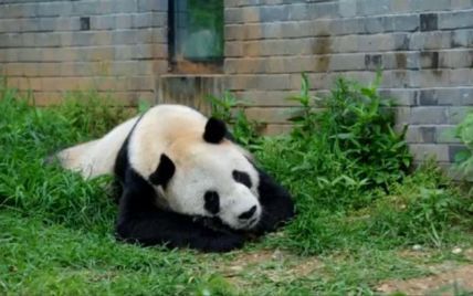 В Китае умерла самая старая панда-самец