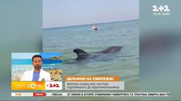 Нашествие дельфинов зафиксировали в Железном Порту: почему млекопитающие потеряли чувство дистанции