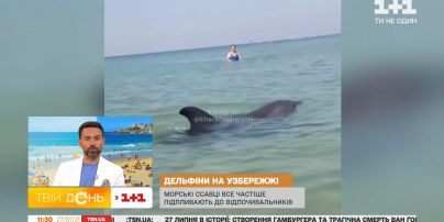 Нашествие дельфинов зафиксировали в Железном Порту: почему млекопитающие потеряли чувство дистанции