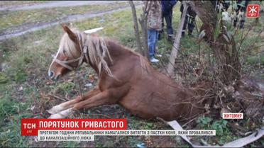Спецоперація з порятунку коня. В Житомирі тварина провалилася до каналізаційного люка