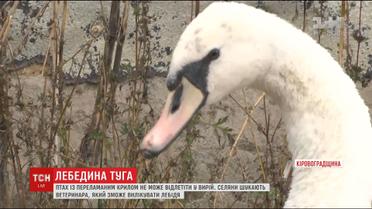 На Кіровоградщині засумував врятований селянами лебідь