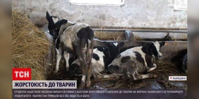 Новости Украины: на фермах Львовского ветеринарного университета жестоко относятся к животным