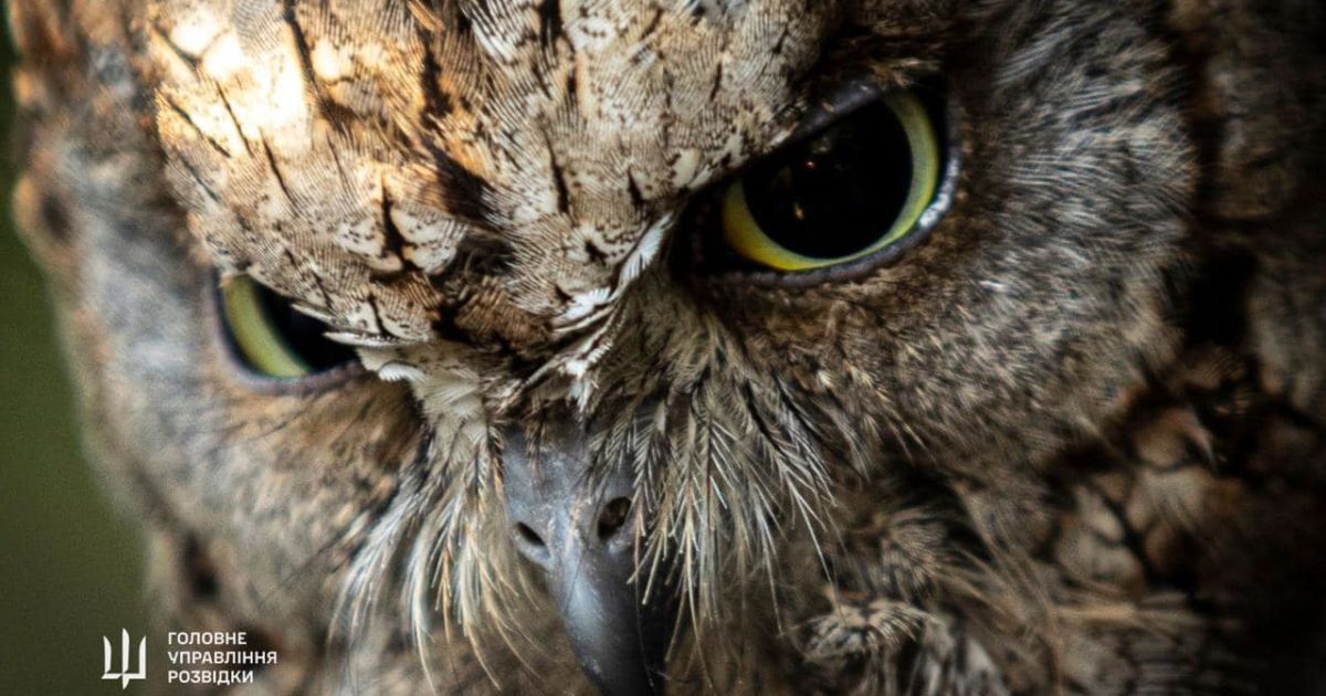 У Київському зоопарку житимуть "штатні" сови ГУР
