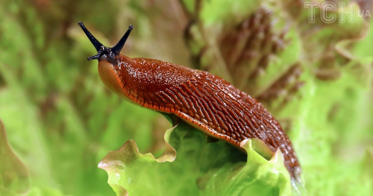 Как избавить ваш сад от улиток