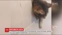 В Черновцах спасли кота из вентиляционной шахты