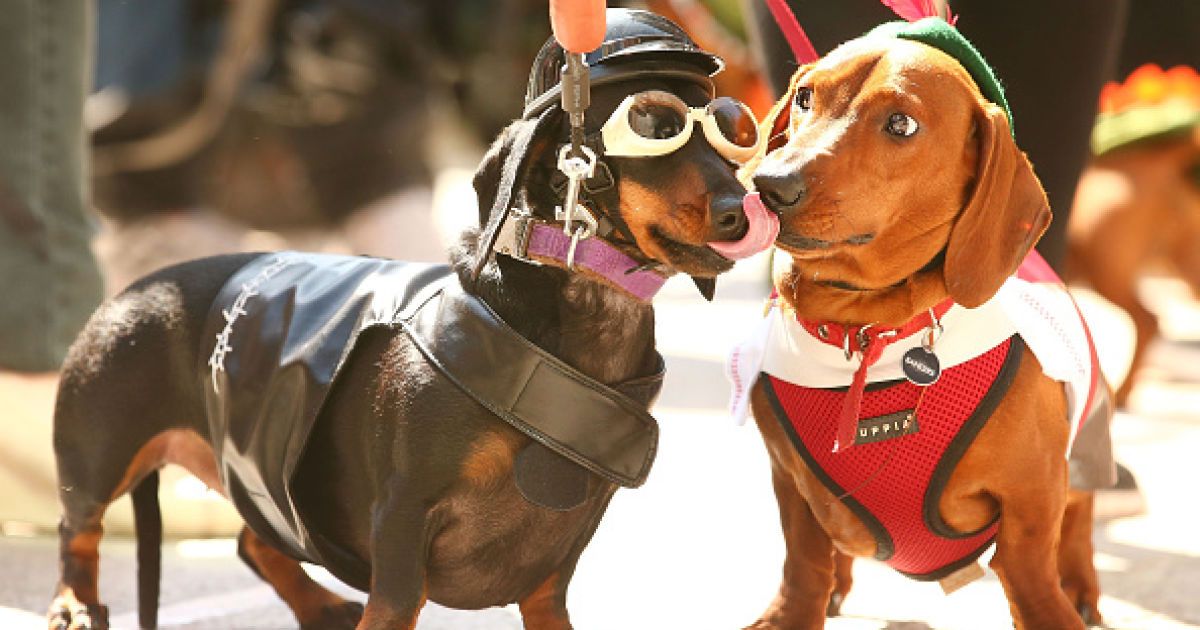 Пятничная подборка: веселые таксы