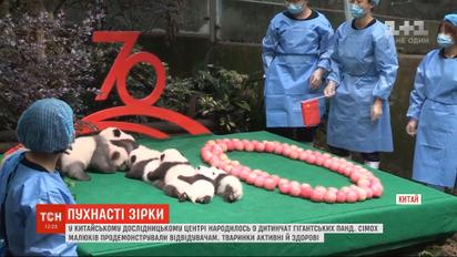 У китайському дослідницькому центрі перед публікою продемонстрували 7 панд