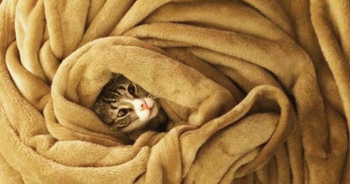 Котика спасли вместе с другими животными / © instagram.com/worried_cat_aka_bum