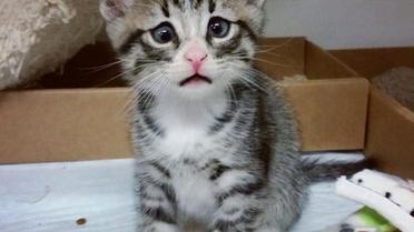 Котика спасли вместе с другими животными / © instagram.com/worried_cat_aka_bum