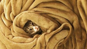 Котика спасли вместе с другими животными / © instagram.com/worried_cat_aka_bum