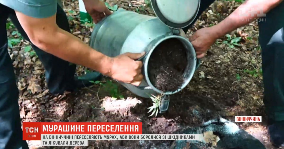 В Винницкой области переселяют муравьев